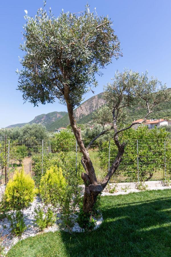 프사토피르고스 Two Olive Trees 아파트 외부 사진